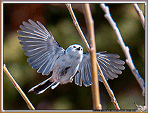 Mésange à longue queue